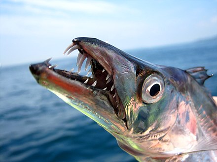 12/13北山鐵板(滿)